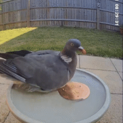 🥇 99.99% Pure Copper Bird Bath Disk